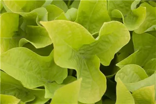 Ipomoea batatas - Süßkartoffel Ipomoea batatas - Süßkartoffel