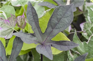 Ipomoea batatas - Süßkartoffel Ipomoea batatas - Süßkartoffel