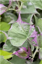 Ipomoea batatas - Süßkartoffel Ipomoea batatas - Süßkartoffel