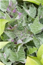 Ipomoea batatas - Süßkartoffel Ipomoea batatas - Süßkartoffel