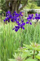 Iris sibirica - Wiesen-Schwertlilie