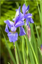 Iris sibirica - Wiesen-Schwertlilie