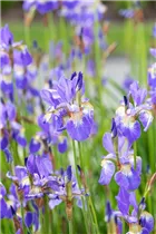 Iris sibirica - Wiesen-Schwertlilie