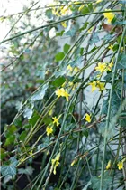 Jasminum nudiflorum - Echter Winter-Jasmin Jasminum nudiflorum - Echter Winter-Jasmin