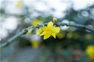 Jasminum nudiflorum - Echter Winter-Jasmin Jasminum nudiflorum - Echter Winter-Jasmin