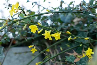 Jasminum nudiflorum - Echter Winter-Jasmin Jasminum nudiflorum - Echter Winter-Jasmin
