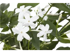 Jasminum polyanthum - Zimmer-Jasmin Jasminum polyanthum - Zimmer-Jasmin