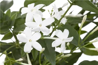 Jasminum polyanthum - Zimmer-Jasmin Jasminum polyanthum - Zimmer-Jasmin