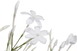 Jasminum polyanthum - Zimmer-Jasmin Jasminum polyanthum - Zimmer-Jasmin