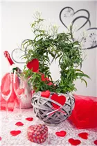 Jasminum polyanthum - Zimmer-Jasmin Jasminum polyanthum - Zimmer-Jasmin