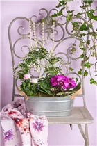 Jasminum polyanthum - Zimmer-Jasmin Jasminum polyanthum - Zimmer-Jasmin