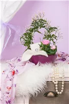 Jasminum polyanthum - Zimmer-Jasmin Jasminum polyanthum - Zimmer-Jasmin