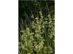 Juncus effusus - Flatter-Binse Juncus effusus - Flatter-Binse
