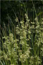 Juncus effusus - Flatter-Binse Juncus effusus - Flatter-Binse