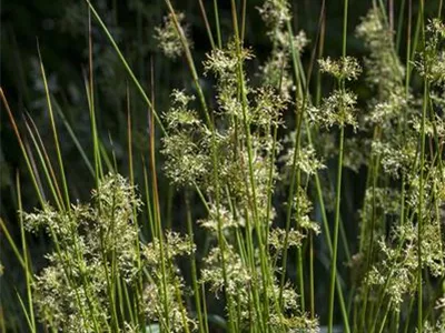 Juncus effusus - Flatter-Binse Juncus effusus - Flatter-Binse