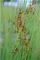 Juncus effusus - Flatter-Binse Juncus effusus - Flatter-Binse