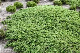 Juniperus communis 'Green Carpet' - Kriechwacholder 'Green Carpet' Juniperus communis 'Green Carpet' - Kriechwacholder 'Green Carpet'