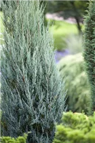 Juniperus virginiana 'Blue Arrow' - Virginischer Wacholder 'Blue Arrow'