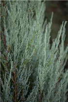 Juniperus virginiana 'Blue Arrow' - Virginischer Wacholder 'Blue Arrow'