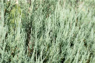 Juniperus virginiana 'Blue Arrow' - Virginischer Wacholder 'Blue Arrow'