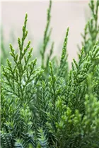 Juniperus x pfitzeriana 'Mint Julep' - Wacholder 'Mint Julep'