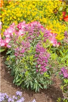 Kalmia angustifolia - Lorbeerröslein