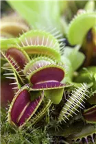 Karnivore - Fleischfressende Pflanze Karnivore - Fleischfressende Pflanze