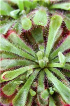 Karnivore - Fleischfressende Pflanze Karnivore - Fleischfressende Pflanze