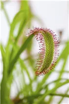 Karnivore - Fleischfressende Pflanze Karnivore - Fleischfressende Pflanze