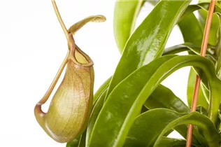 Nepenthes alata - Kannenpflanze Nepenthes alata - Kannenpflanze