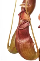 Nepenthes alata - Kannenpflanze Nepenthes alata - Kannenpflanze