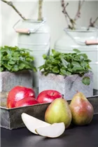 Kernobst - Kernobst Kernobst - Kernobst