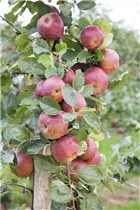 Kernobst - Kernobst Kernobst - Kernobst