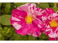 Kleinstrauchrose - Kleinstrauchrose Kleinstrauchrose - Kleinstrauchrose