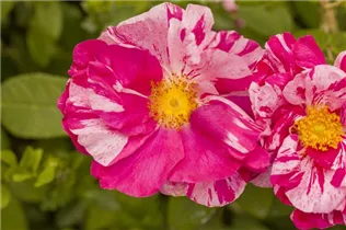 Kleinstrauchrose - Kleinstrauchrose Kleinstrauchrose - Kleinstrauchrose