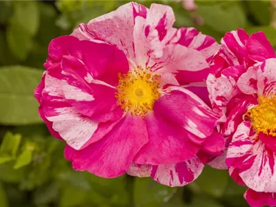 Kleinstrauchrose - Kleinstrauchrose Kleinstrauchrose - Kleinstrauchrose