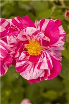 Kleinstrauchrose - Kleinstrauchrose Kleinstrauchrose - Kleinstrauchrose