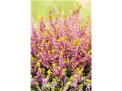 Calluna vulgaris Gardengirls® 'Bonita' - Winterharte Knospenheide Gardengirls® 'Bonita' Calluna vulgaris Gardengirls® 'Bonita' - Winterharte Knospenheide Gardengirls® 'Bonita'