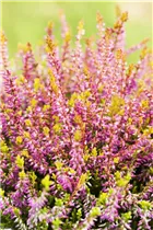 Calluna vulgaris Gardengirls® - Winterharte Knospenheide Gardengirls® Calluna vulgaris Gardengirls® - Winterharte Knospenheide Gardengirls®