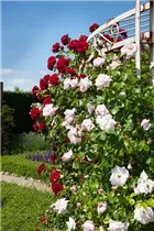Kletterrose - Kletterrose Kletterrose - Kletterrose