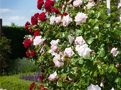 Kletterrose - Kletterrose Kletterrose - Kletterrose