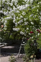Kletterrose - Kletterrose Kletterrose - Kletterrose