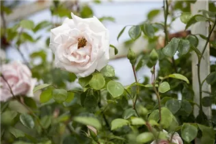 Kletterrose - Kletterrose Kletterrose - Kletterrose