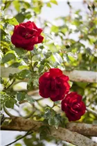 Kletterrose - Kletterrose Kletterrose - Kletterrose