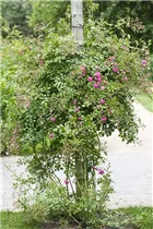 Kletterrose - Kletterrose Kletterrose - Kletterrose