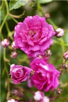 Kletterrose - Kletterrose Kletterrose - Kletterrose