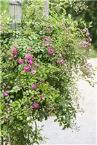 Kletterrose - Kletterrose Kletterrose - Kletterrose