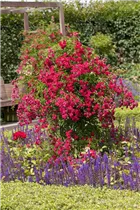 Kletterrose - Kletterrose Kletterrose - Kletterrose