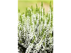 Calluna vulgaris Gardengirls® - Winterharte Knospenheide Gardengirls® Calluna vulgaris Gardengirls® - Winterharte Knospenheide Gardengirls®