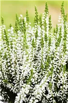 Calluna vulgaris Gardengirls® - Winterharte Knospenheide Gardengirls® Calluna vulgaris Gardengirls® - Winterharte Knospenheide Gardengirls®